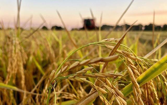 Close-up-of-rice-plant,-combine-in-background, Jenna Martin photo