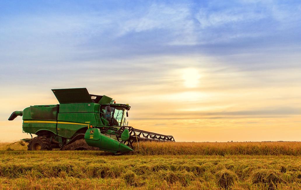 Combine-harvesting-rice