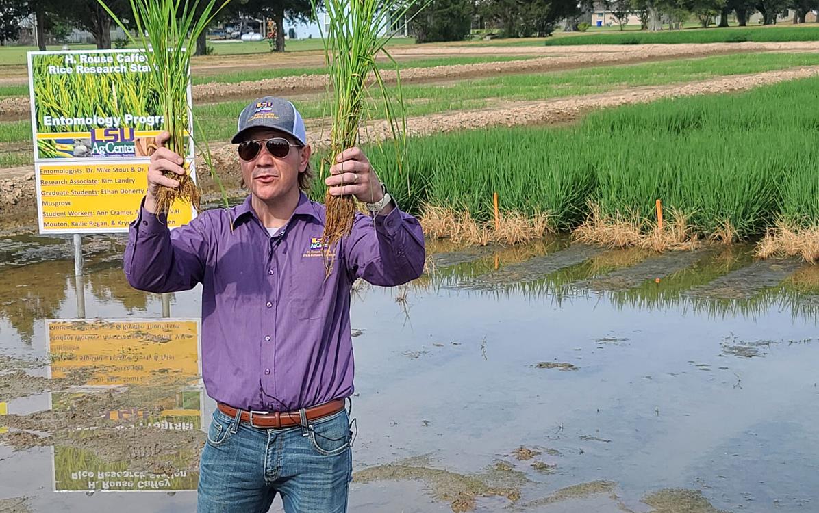 Dr.-Wilson-shows-the-effect-of-pests-on-rice-root-systems, standing next to research plot holding up two rice pannicles