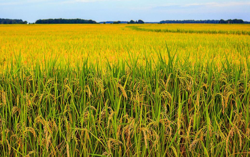 Golden rice field