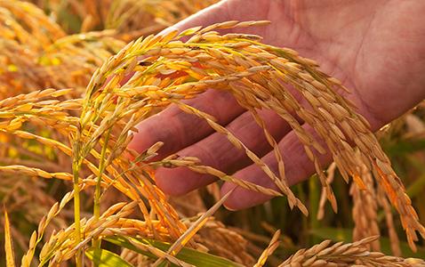 Hand holds mature rice