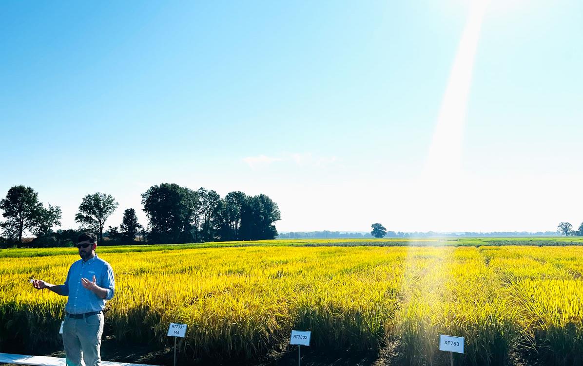 Jason-Satterfield-at-MO-Field-Day standing in front of rice research plots, beam of sunlight shines on field