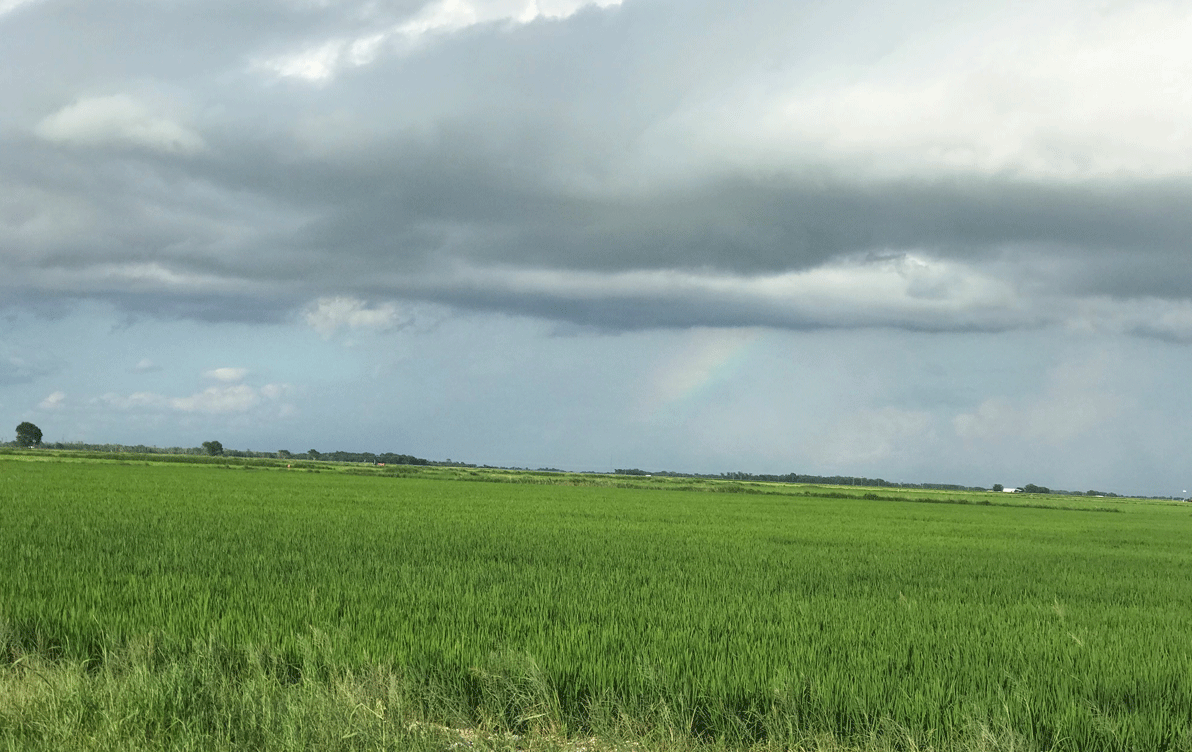 Rainbow in background, green rice fields in foreground