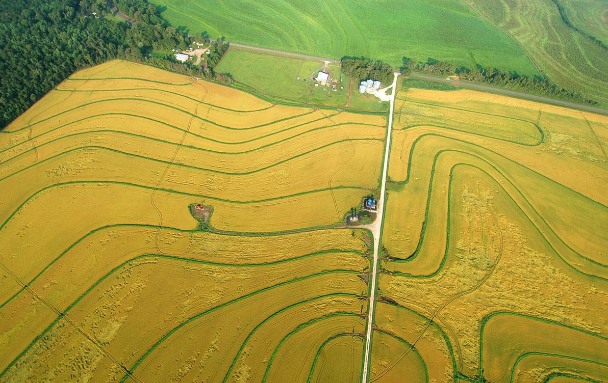 Aerial view of rice research fields