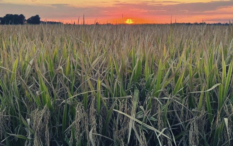 MO rice field at sunset