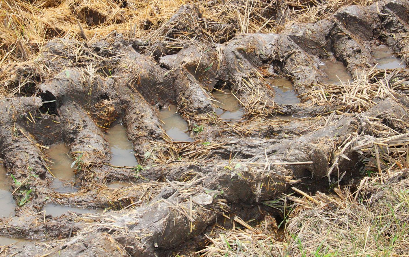 Muddy tractor tire track in rice field