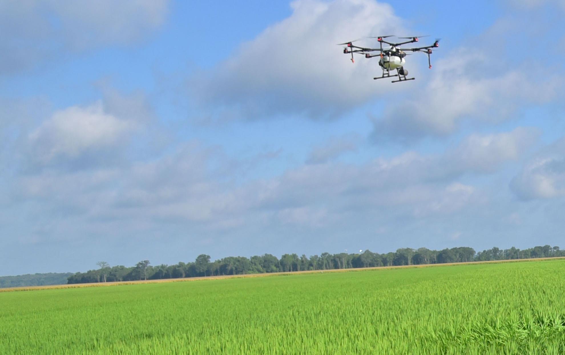 Group of people gathered at edge of bright green rice field watches drone demonstration