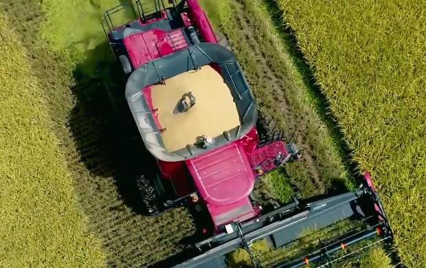 Overhead harvest shot of combine harvesting