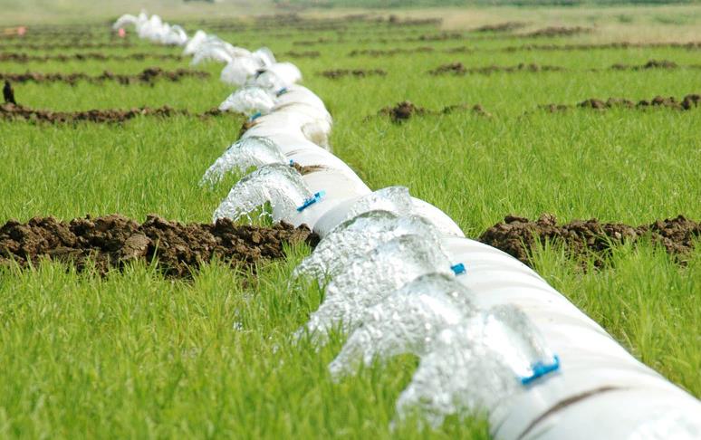 Water flowing through polypipe in green rice field