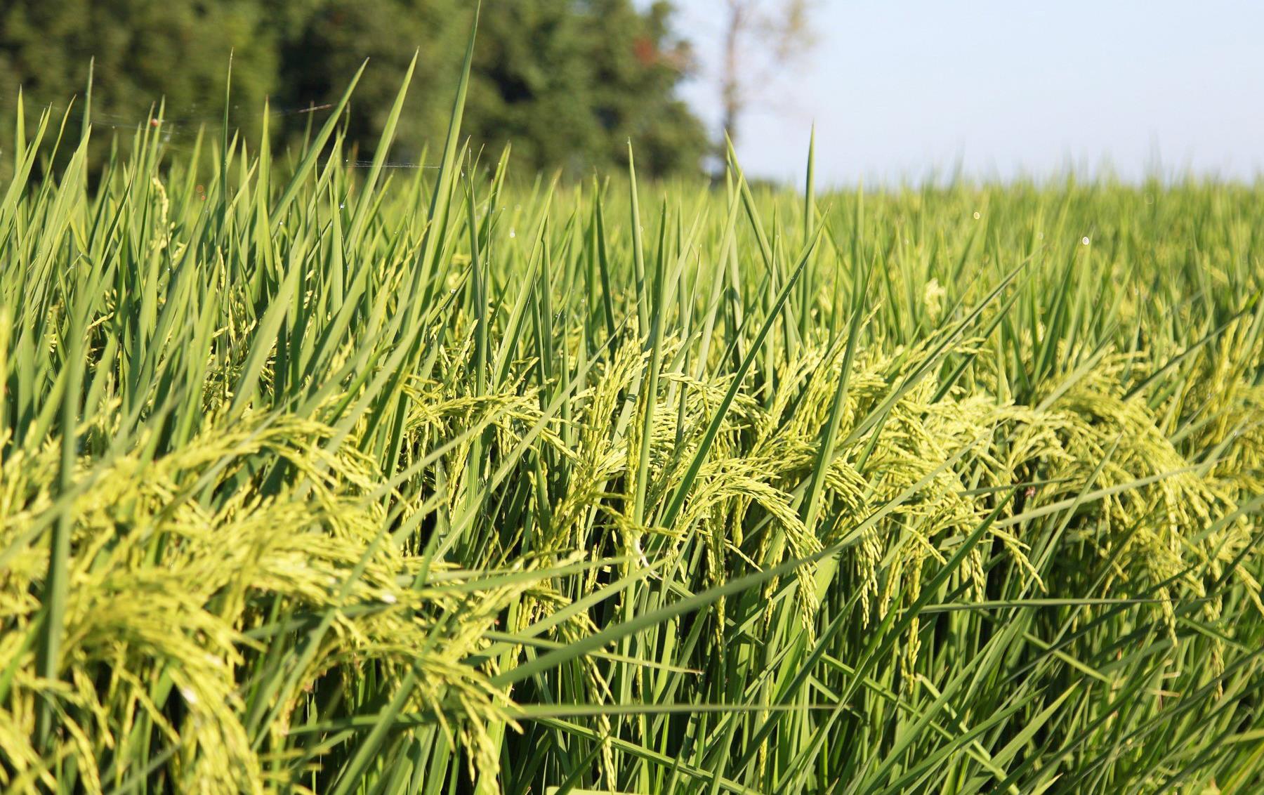 Close up of green rice field