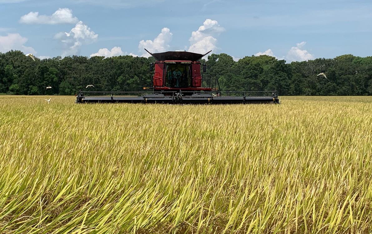 Red combine in mature rice field