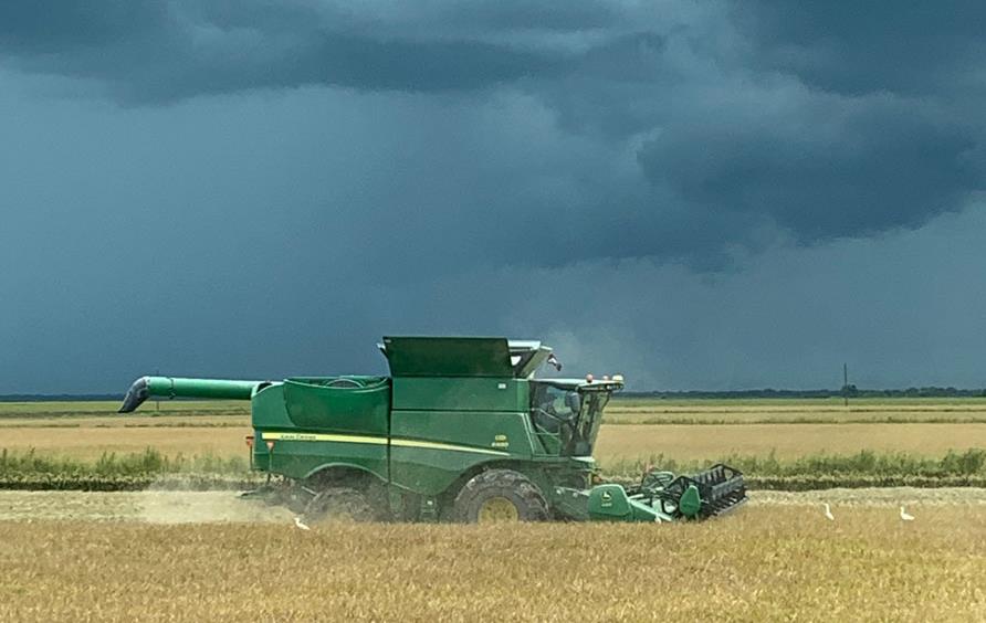 Green combine harvesting golden rice field, ominous black clouds in the distance