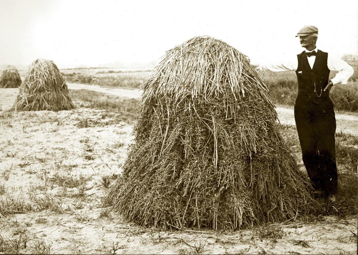 B/W vintage photo of rice stacks in a field, man wearing vest, bowtie, flat cap, and watch fob stands with his arm resting on stack in foreground