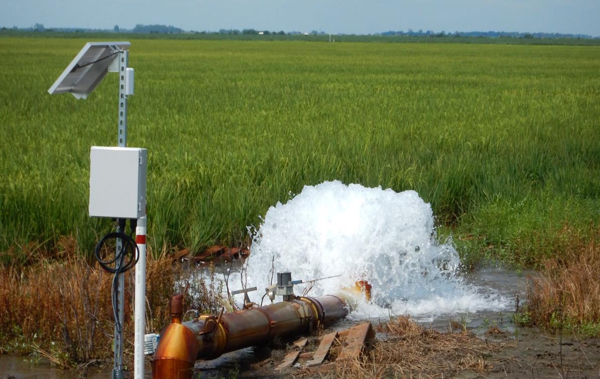 Water flows from pump onto maturing green rice field