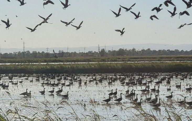 Waterfowl-in-CA-rice-fields, in the air and on the ground