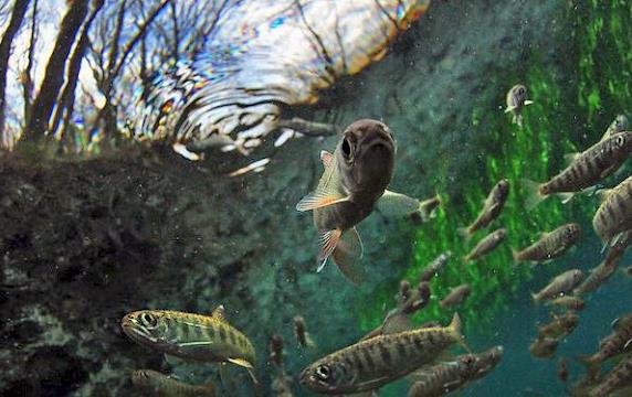 Salmon swimming underwater