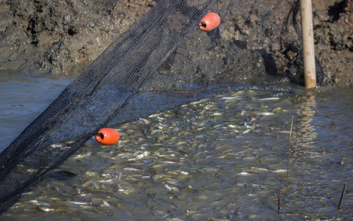 Fish-In-The-Fields-Harvest, swimming into a net with orange buoys, RRI photo