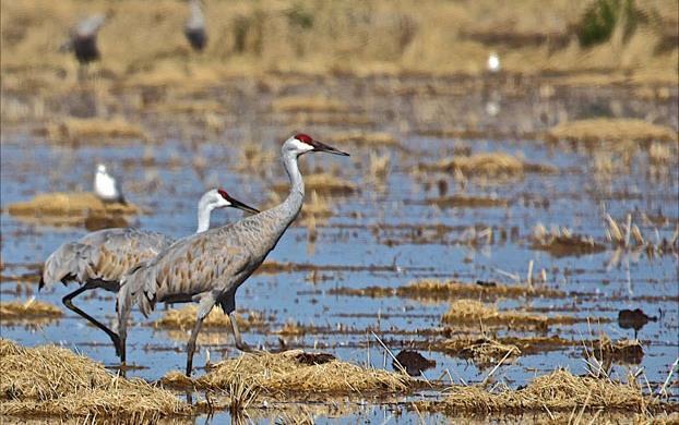 Sand-Hill-Cranes in CA rice field, M.-Wurlitzer-photo