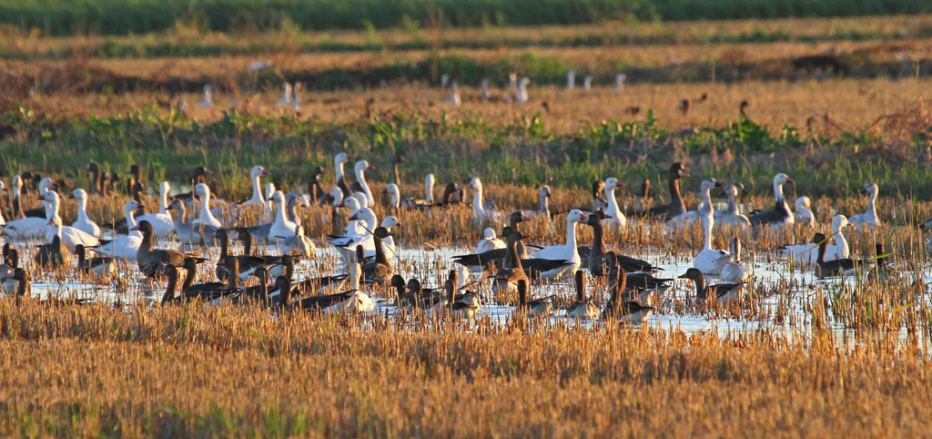 Geese feeding in-Louisiana rice-field