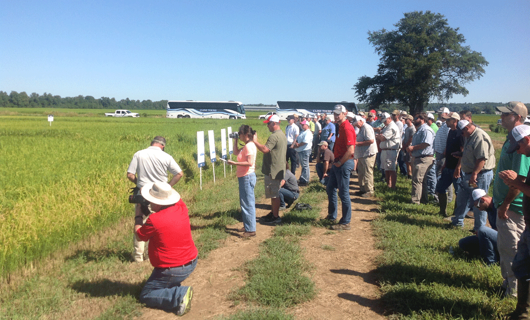 Field day event with crowd of people gazing out on a rice field