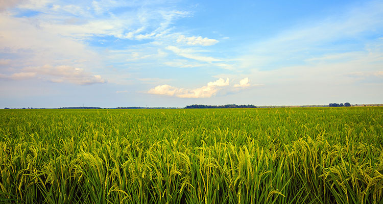 rice field Image of rice field and blue sky.